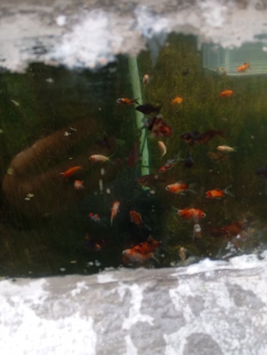 Cometas  carpas  varios  tamanhos e vazos com plantas aquaticas