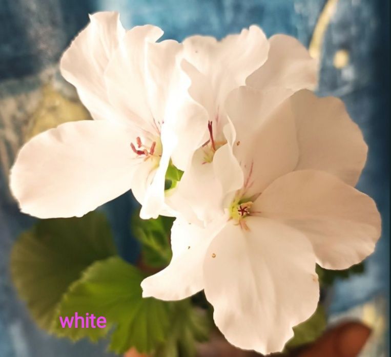 Королевская пеларгония