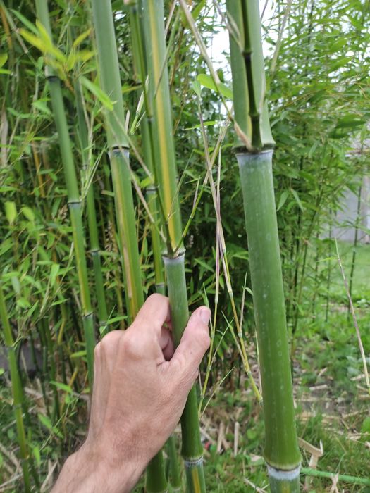 Бамбук многолетний зимостойкий: 450 грн. - Сад / город Снітин на Olx