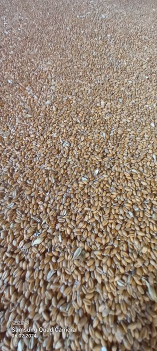 Пшениця доставка