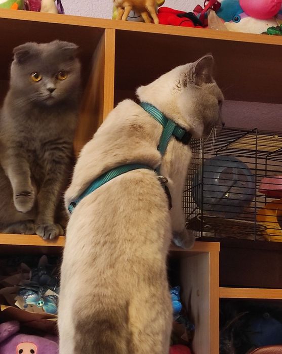 Котята , кот,кошка