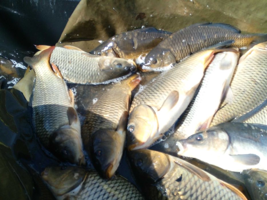 karp golec, pełnołuski i amur handlówka