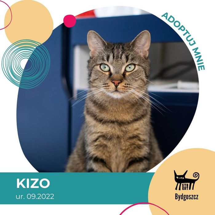 Kizo - kotek do adopcji
