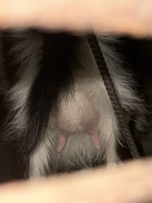 Młoda koza z mlekiem i Capkiem!