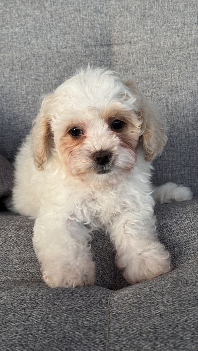 Цуценята Мальтіпу