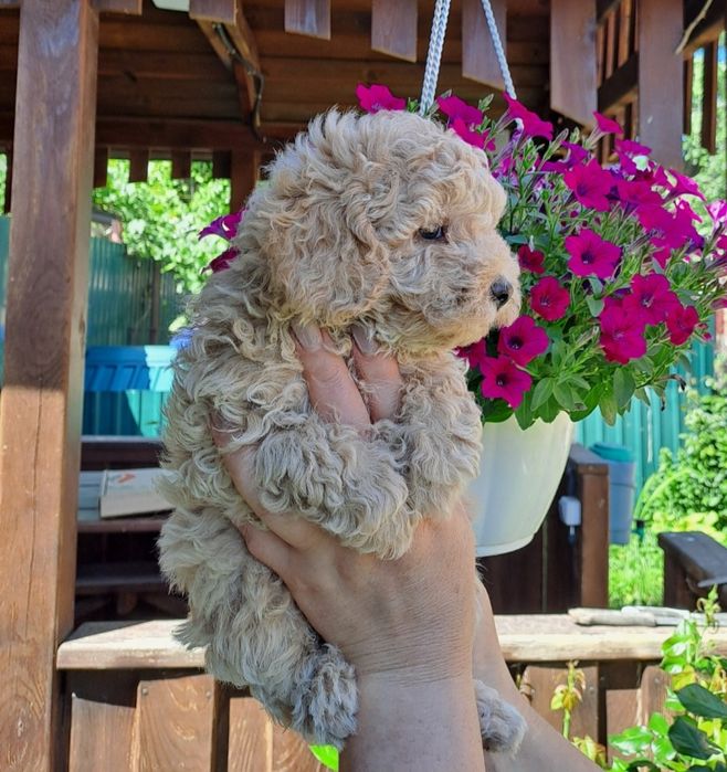 Шикарний хлопчик пуделя