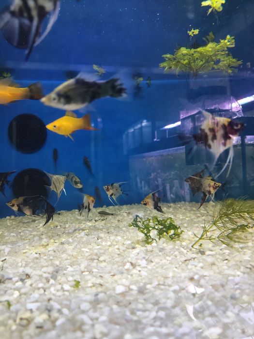 Escalares  pterophyllum scalare