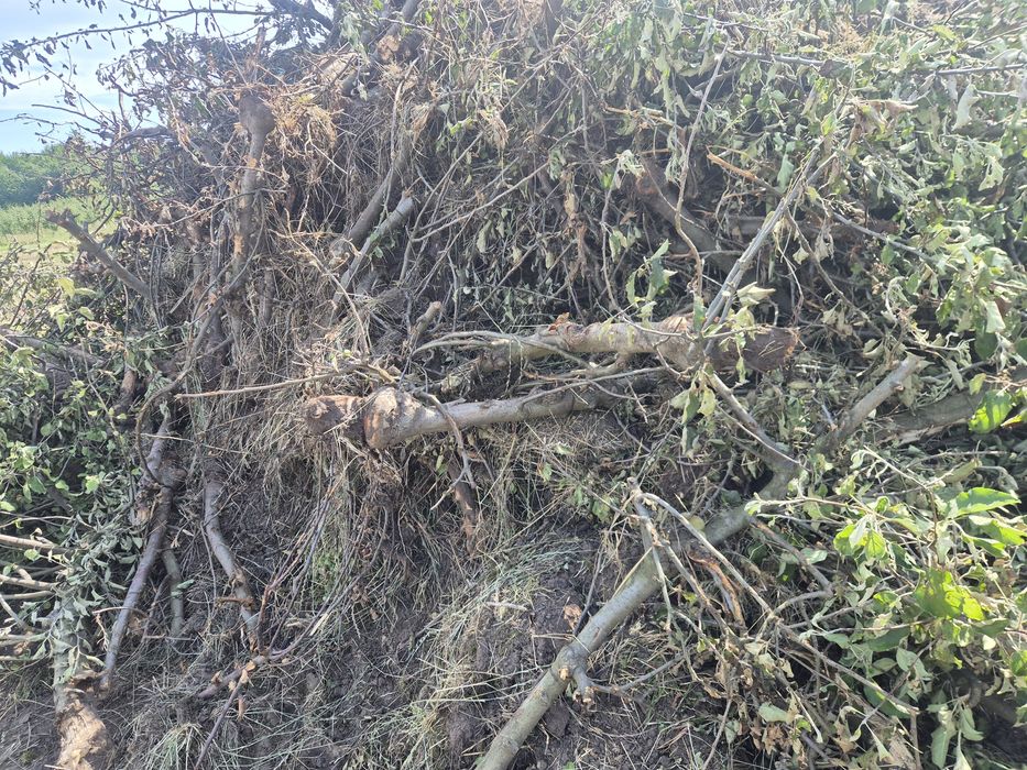 Oddam drzewo na opal.