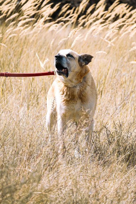 FLOP - super duży, starzy pies prosi o dom
