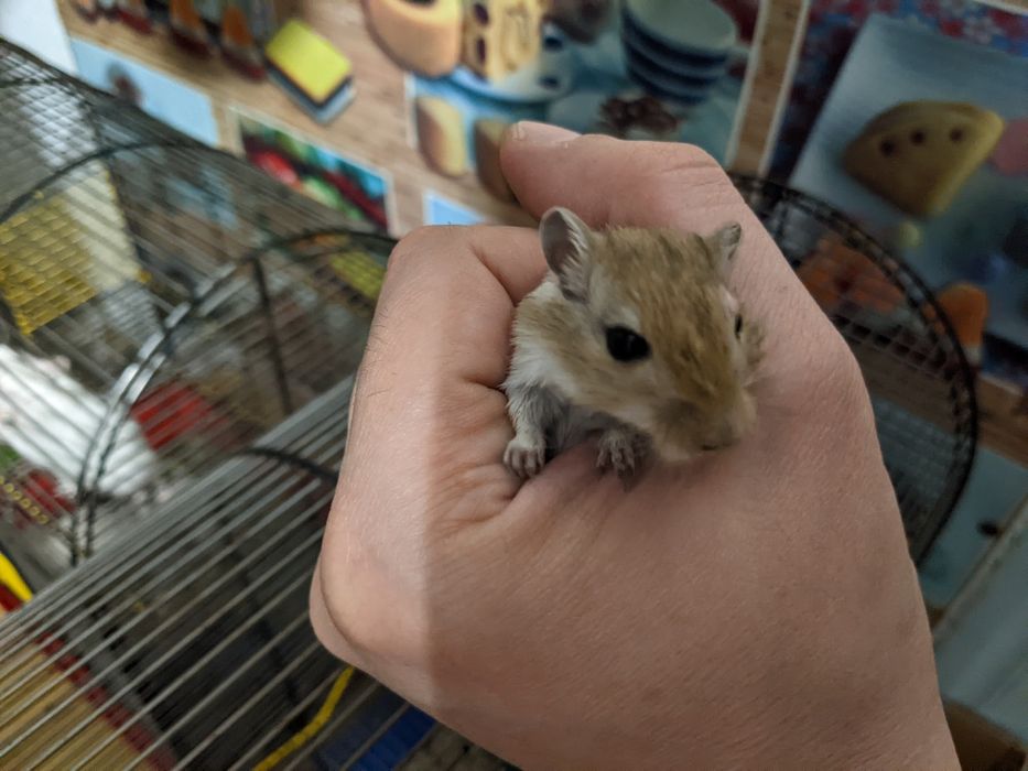 Монгольська піщанка