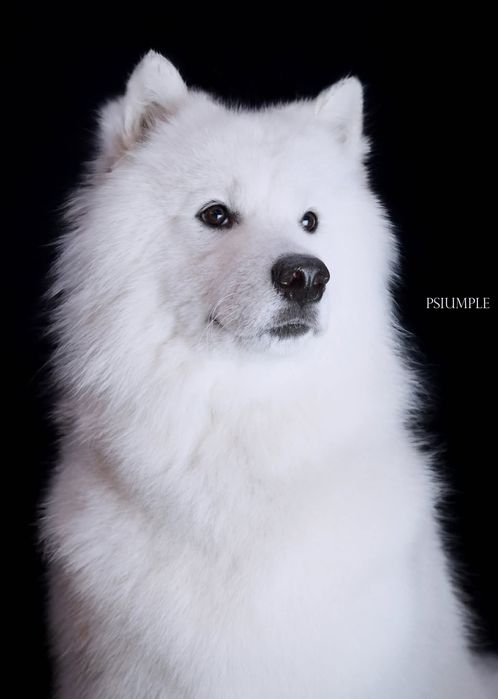 Samoyed/Reproduktor