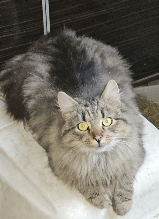 Koty do adopcji Błagamy pomóż Fundacja upada