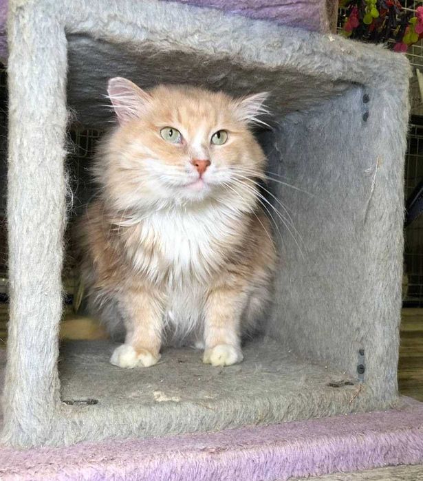 Шикарний котик з поглядом хитрих зелених очей. Льоні 3–5 років.