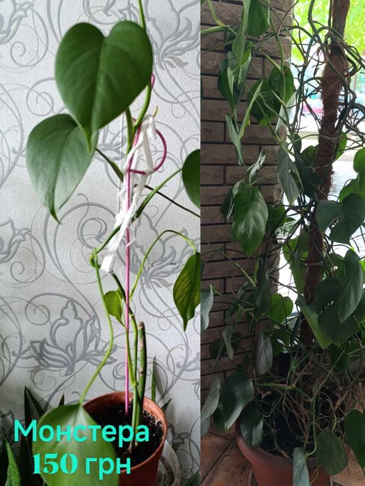 Комнатные  цветы