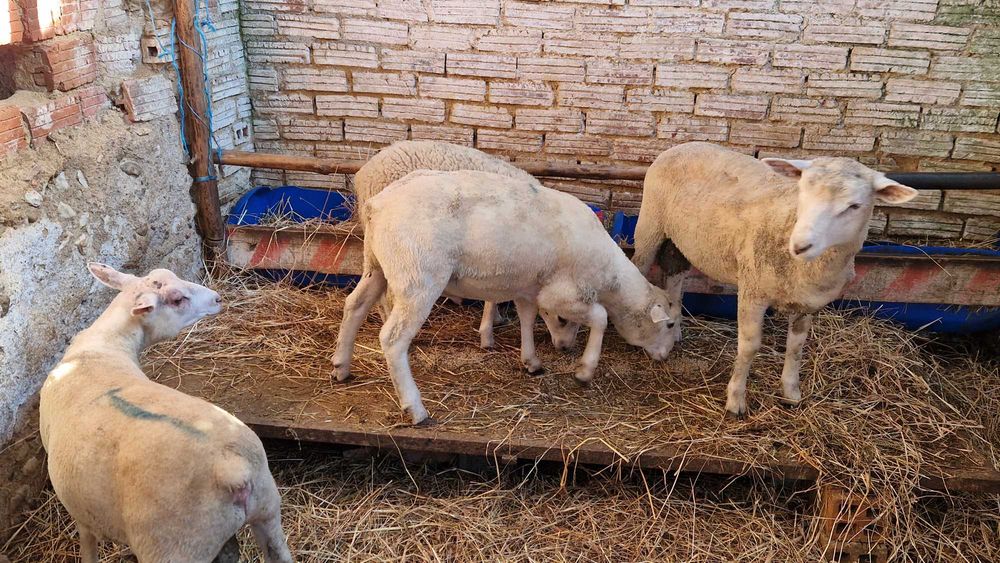 Borregos TEXEL para reprodução