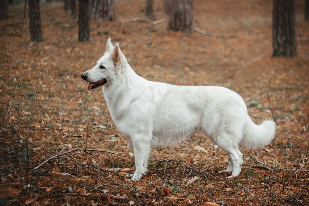 Цуценята БШВ/БШО, Біла швейцарська вівчарка/Белая Швейцарская овчарка