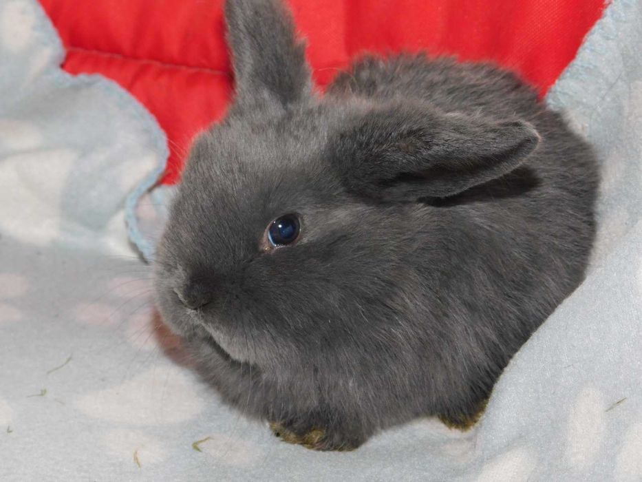 Niebieski baranek mini lop samiec