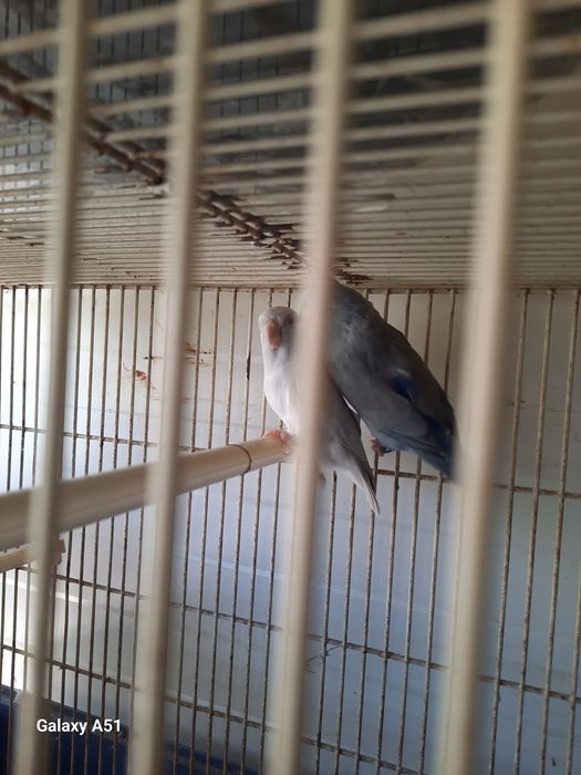 Troco casal de forpus reprodutores
