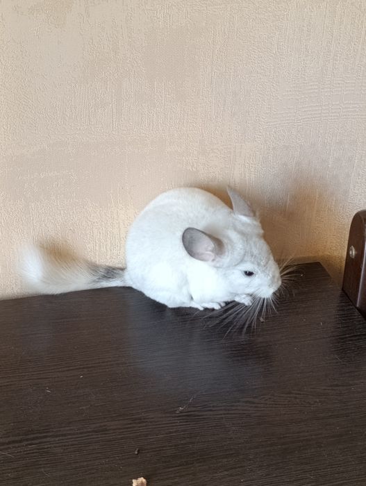 Біленький гризун дівчинка.