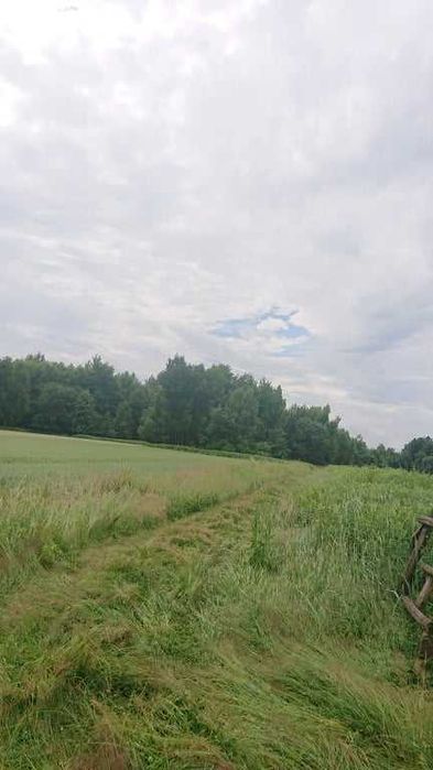 działka rolna krzywe