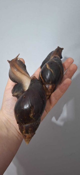 Achatina achatina ślimaki