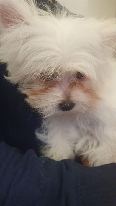 Продается последняя девочка мальтишпиц