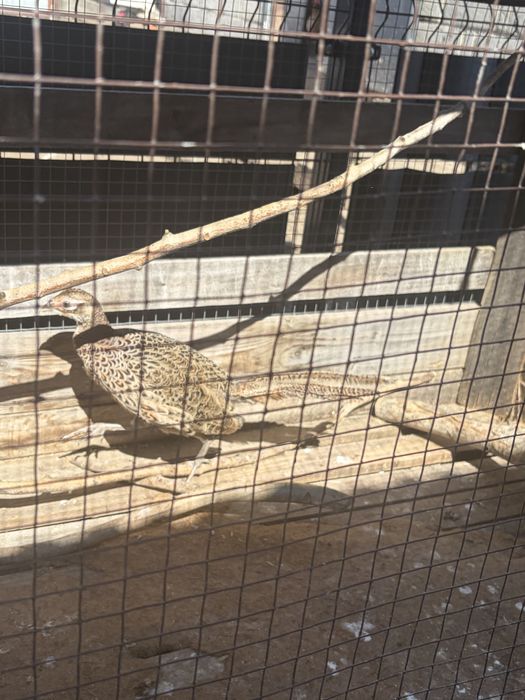 Bażanty łowne, kury