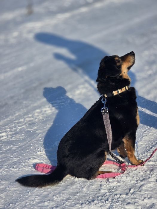 Uroczy 10 kilowy Aramis