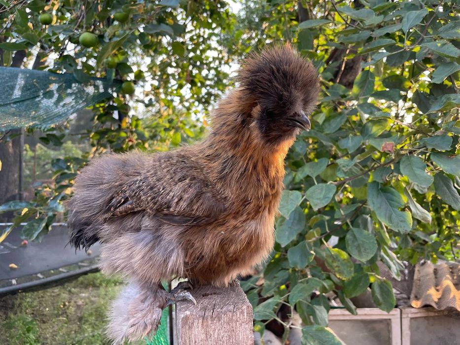 Китайські пухові кури