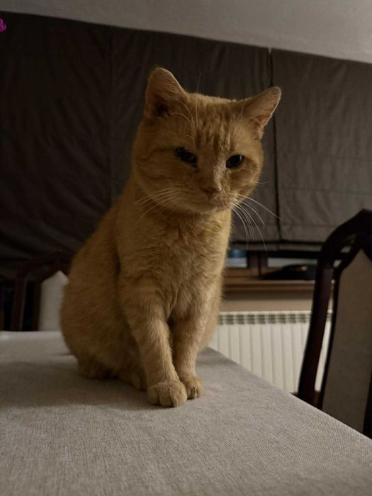 Rudolf – 9-letni dżentelmen, który wciąż wierzy w ludzi