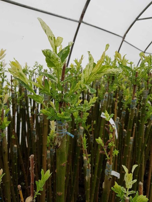 Wierzba Mount Aso, hakuro Nishiki Helvetica Iona