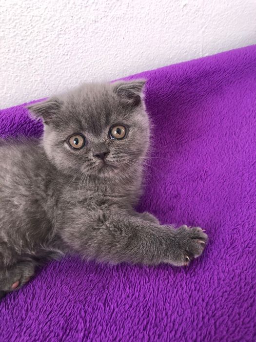 Macho Scottish Fold Azul