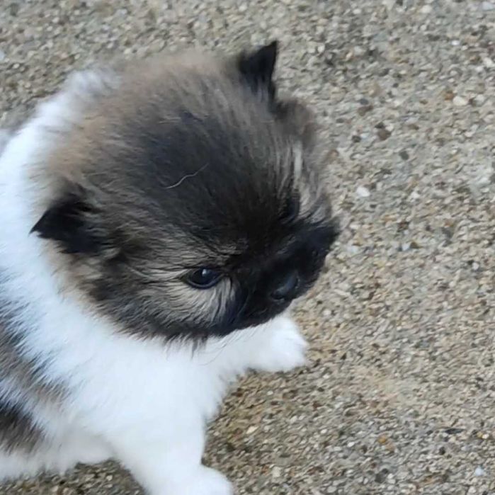 Lulu Pomerânia c/Lop Spitz Alemão anão