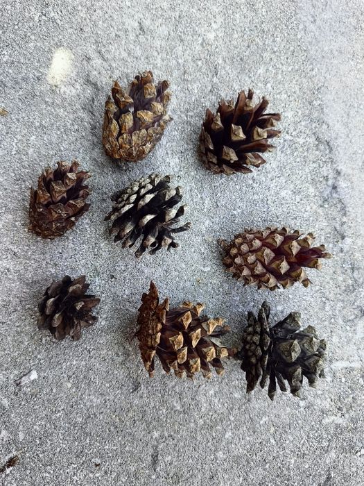 Sosna zwyczajna szyszki małe 500 sztuk