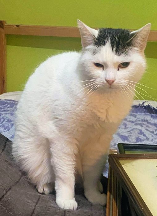 Koty pilnie szukają domu