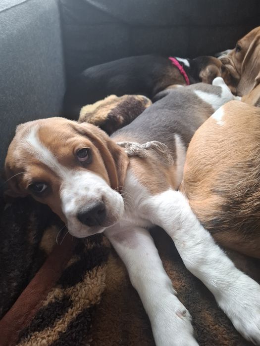 Pies w typie rasy Beagle.