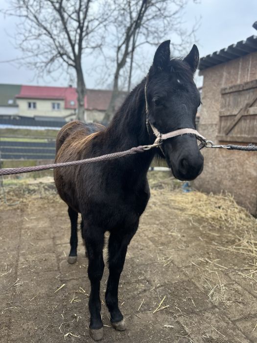 Sprzedam Klacz 10 miesiecy