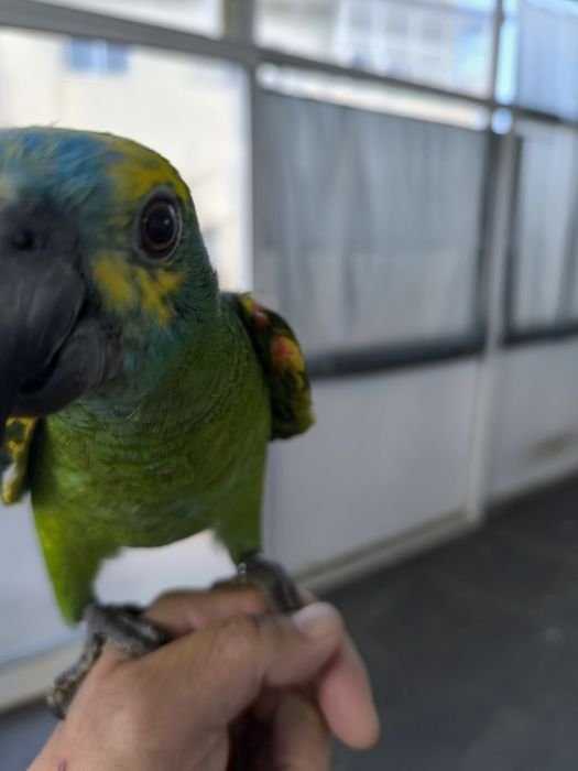 Papagaio Amazona aestiva