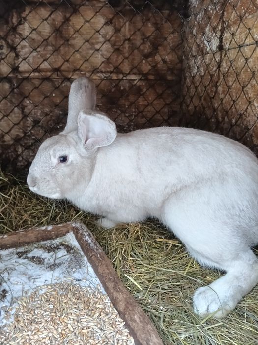 Продам кролів. '