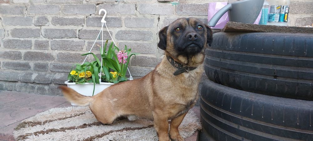 Собачка для охраны в добрые руки