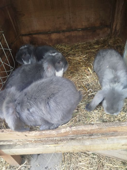 Króliki baran francuski