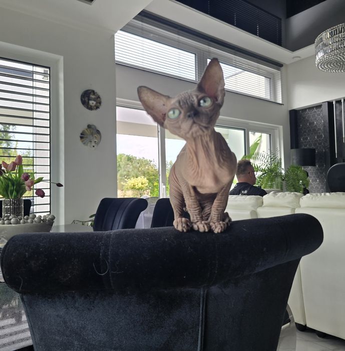 Kocurek sfinks, legalna hodowla WCF