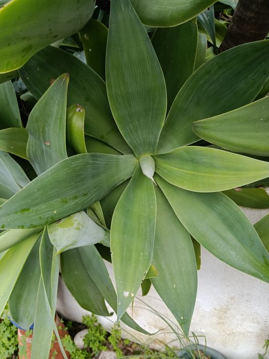 Agaves grandes para jardim