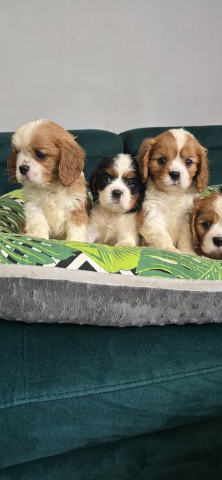 Piesek blenheim Cavalier King Charles Spaniel