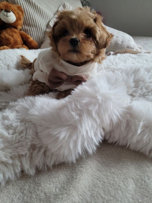 MALTIPOO  MINI  pudel toy #maltanczyk