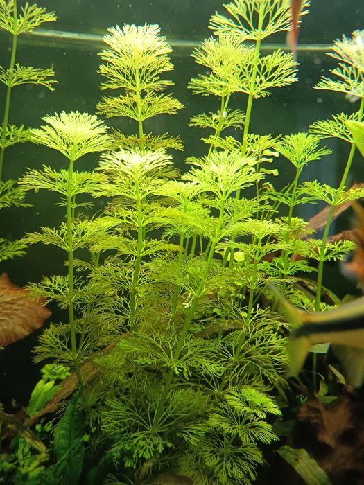 Limnofilia sessiliflora