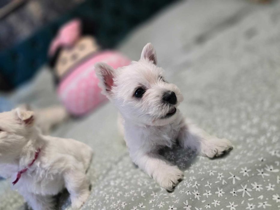 West Highland White Terrier-szczeniaki