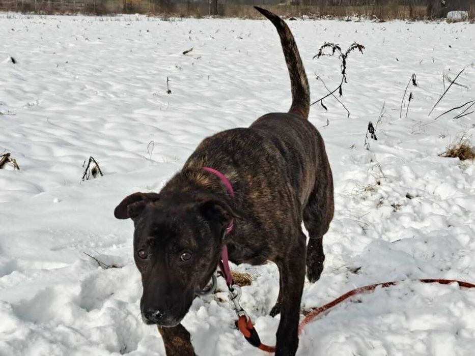 Piękny Prążek szuka domu