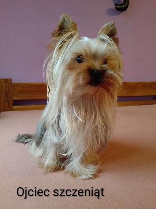 Szczeniak Yorkshire Terrier - piesek