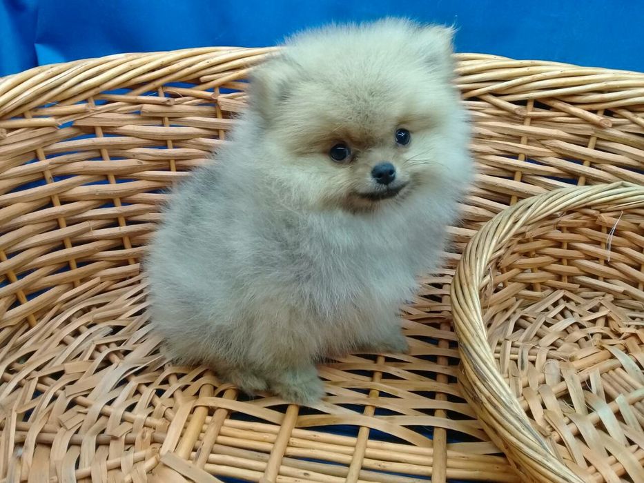 Померанский шпиц.Вязка.